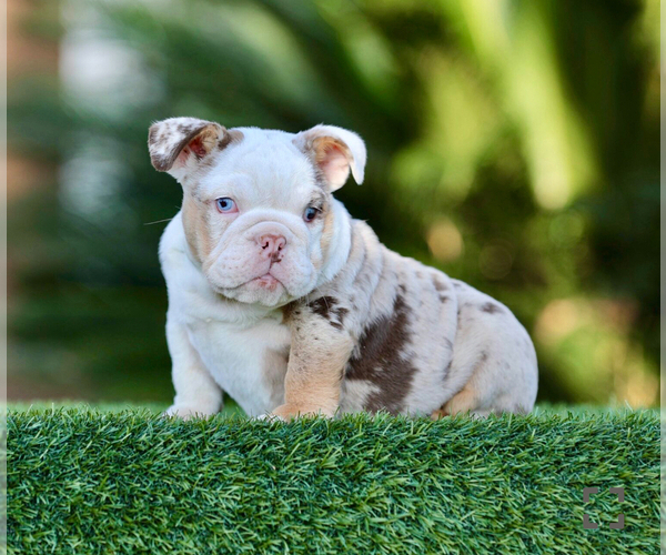Medium Photo #2 English Bulldog Puppy For Sale in LITITZ, PA, USA