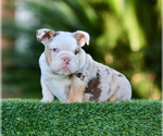 Small #1 English Bulldog