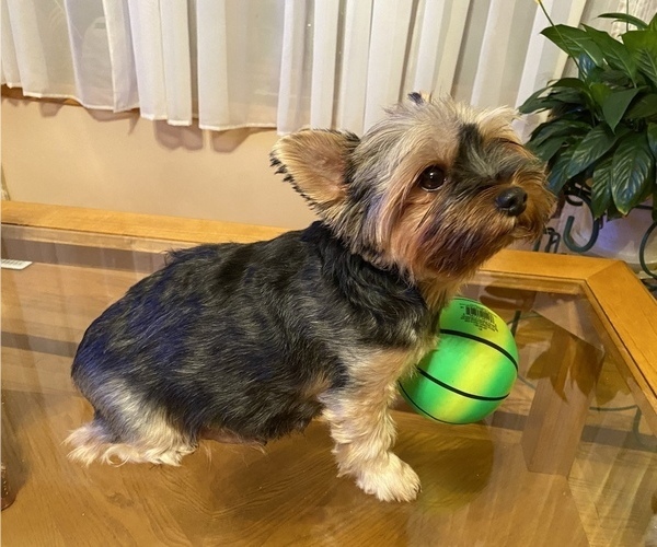 Full screen Photo #1 Yorkshire Terrier Puppy For Sale in OAK LAWN, IL, USA