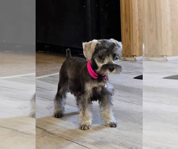Medium Photo #1 Schnauzer (Miniature) Puppy For Sale in BROOKSVILLE, FL, USA