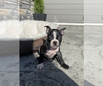 Small Photo #17 Boston Terrier Puppy For Sale in LYNNWOOD, WA, USA