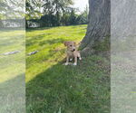 Small #2 Mutt
