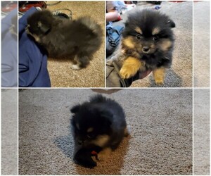 Pomeranian Puppy for sale in CO SPGS, CO, USA