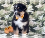 Small Photo #5 Pomeranian-Pomsky Mix Puppy For Sale in LAKELAND, FL, USA