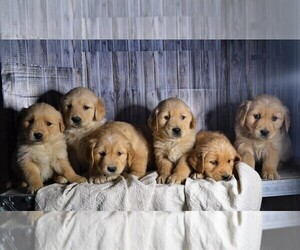 Golden Retriever Puppy for sale in NILES, MI, USA