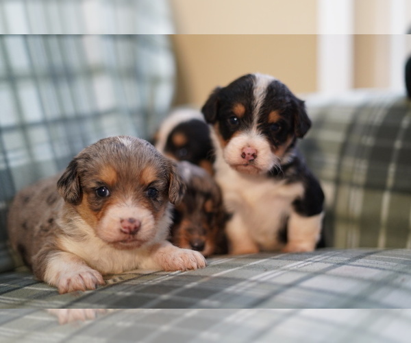 Medium Photo #8 Cardigan Welsh Corgi-Poodle (Miniature) Mix Puppy For Sale in FREDERICK, MD, USA