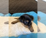 Small Photo #11 Yorkshire Terrier Puppy For Sale in ORLANDO, FL, USA