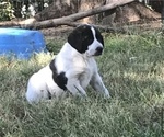 Small Photo #4 Anatolian Shepherd Puppy For Sale in CHANDLERVILLE, IL, USA
