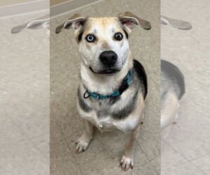 German Shepherd Dog-Unknown Mix Dogs for adoption in Jefferson, WI, USA