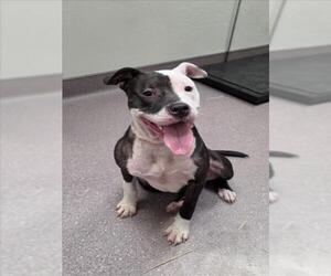 Mutt Dogs for adoption in Tracy, CA, USA