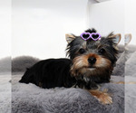 Small #3 Yorkshire Terrier