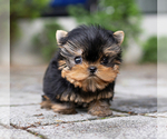 Small Photo #1 Yorkshire Terrier Puppy For Sale in CHINO HILLS, CA, USA