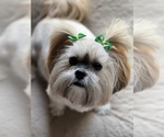 Small Photo #1 Lhasa Apso Puppy For Sale in BOERNE, TX, USA