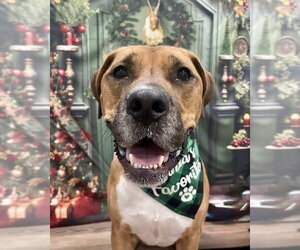 Roman - Male American Pit Bull Terrier-Labrador Retriever Mix Dog for Adoption - Photo #7