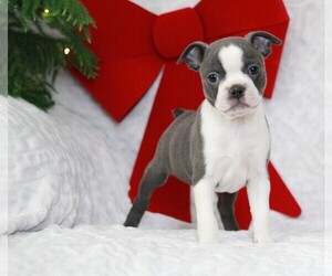 Boston Terrier Puppy for sale in APPLE CREEK, OH, USA