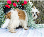 Small #2 Shih Tzu