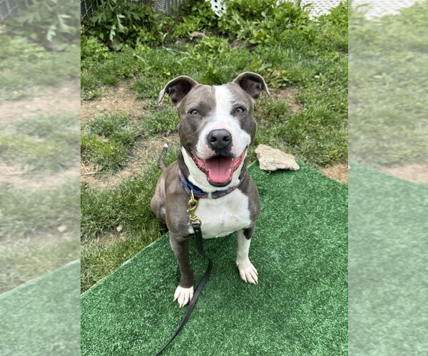 Medium Photo #49 American Pit Bull Terrier Puppy For Sale in Brewster, NY, USA