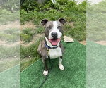 Small #48 American Pit Bull Terrier