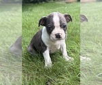Image preview for Ad Listing. Nickname: Chloe
