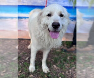 Finn - Male Great Pyrenees Dog for Adoption - Photo #7