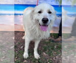 Small #6 Great Pyrenees
