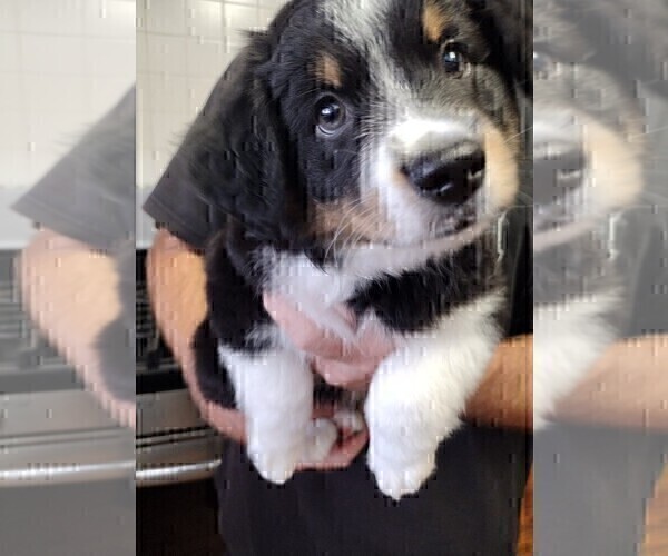 Medium Photo #2 Australian Shepherd Puppy For Sale in LA MIRADA, CA, USA