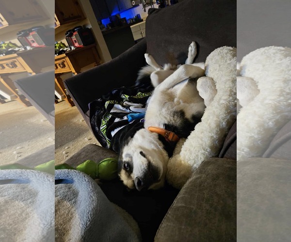 Medium Photo #17 German Shepherd Dog Puppy For Sale in Gretna, NE, USA