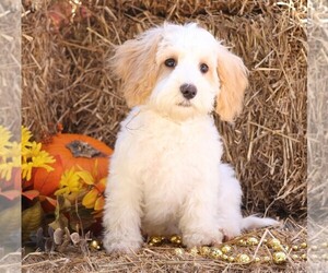 Cavapoo Puppy for Sale in JONES, Michigan USA