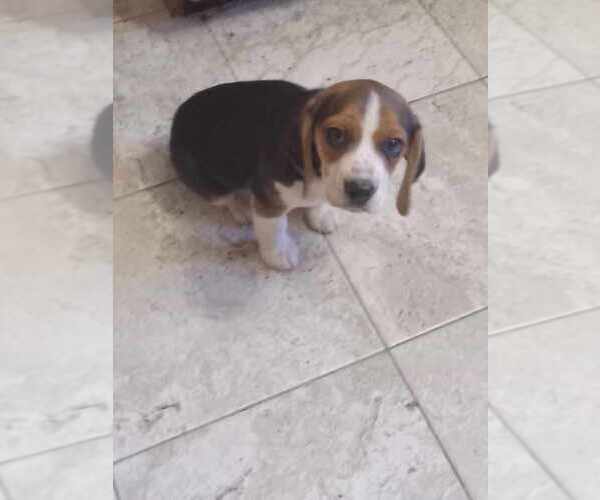 Medium Photo #1 Beagle Puppy For Sale in GREENFIELD, IN, USA