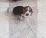 Small Photo #1 Beagle Puppy For Sale in GREENFIELD, IN, USA