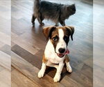 Small #3 Boxer Mix