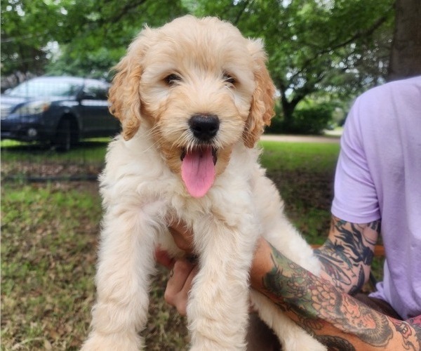 Medium Photo #7 Goldendoodle Puppy For Sale in WACO, TX, USA