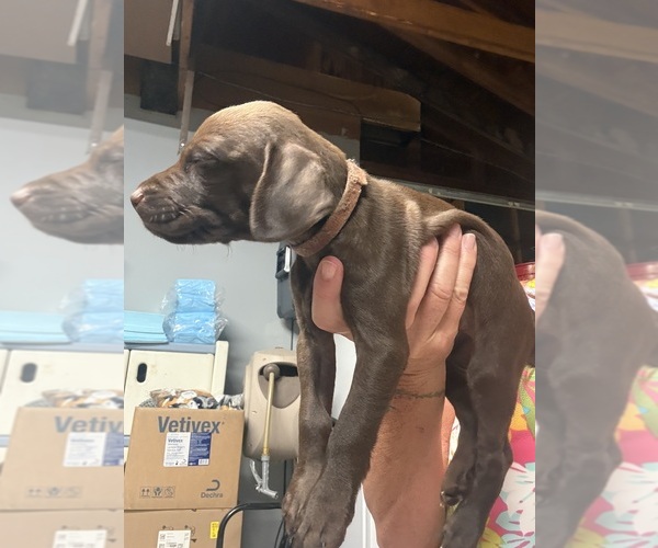 Medium Photo #1 German Shorthaired Pointer Puppy For Sale in LEWISTON, NY, USA