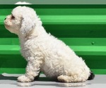 Small Photo #13 Havanese-Maltipoo Mix Puppy For Sale in SAN DIEGO, CA, USA