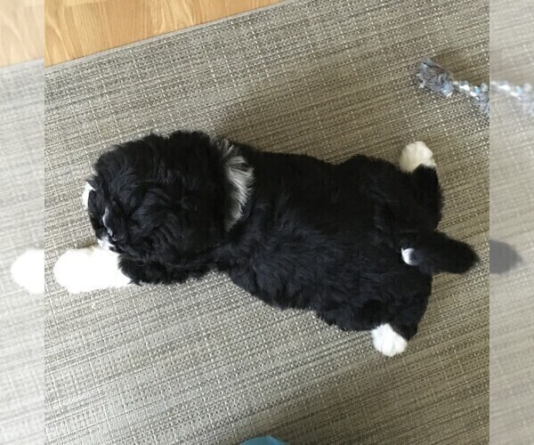 Medium Photo #9 Bernedoodle Puppy For Sale in CLARE, MI, USA
