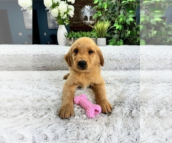 Medium Photo #5 Golden Retriever Puppy For Sale in GREENFIELD, IN, USA