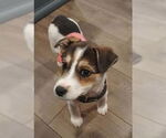 Small #1 Australian Shepherd Mix