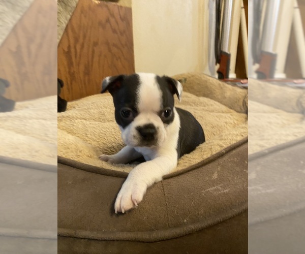 Medium Photo #4 Boston Terrier Puppy For Sale in FREDONIA, KS, USA