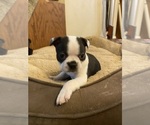 Small #3 Boston Terrier