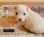 Small Photo #7 Maltese Puppy For Sale in MOUNTAIN GROVE, MO, USA