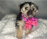 Small #19 Morkie