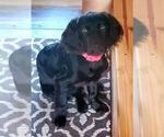 Small Photo #2 Boykin Spaniel Puppy For Sale in BELTON, SC, USA