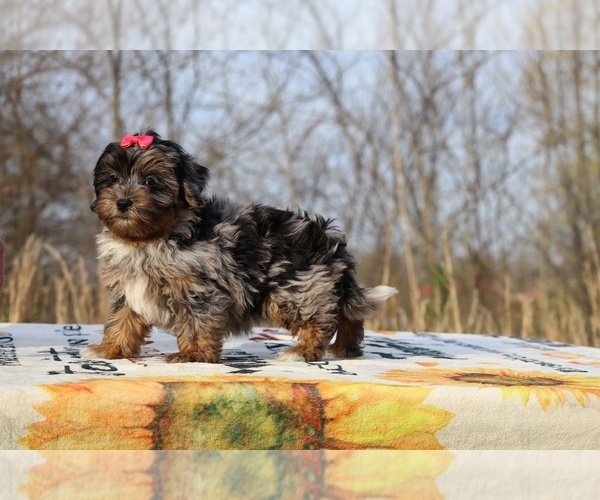 Medium Photo #33 ShihPoo Puppy For Sale in DYERSBURG, TN, USA