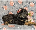 Small Photo #5 Bernedoodle Puppy For Sale in GLEN ROCK, PA, USA