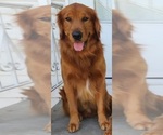 Small #3 Golden Retriever