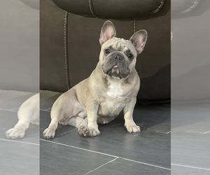 Mother of the French Bulldog puppies born on 07/10/2022