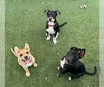 Small #2 Australian Kelpie-Australian Shepherd Mix