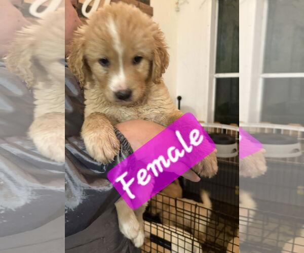 Medium Photo #3 Golden Retriever-Unknown Mix Puppy For Sale in Brooksville, FL, USA