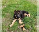 Small Photo #2 German Shepherd Dog Puppy For Sale in PLYMOUTH, NH, USA