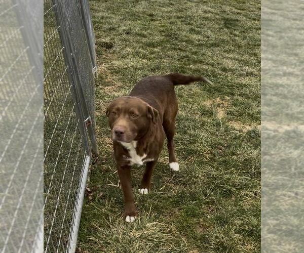 Medium Photo #3 Labrador Retriever-Unknown Mix Puppy For Sale in Sistersville, WV, USA